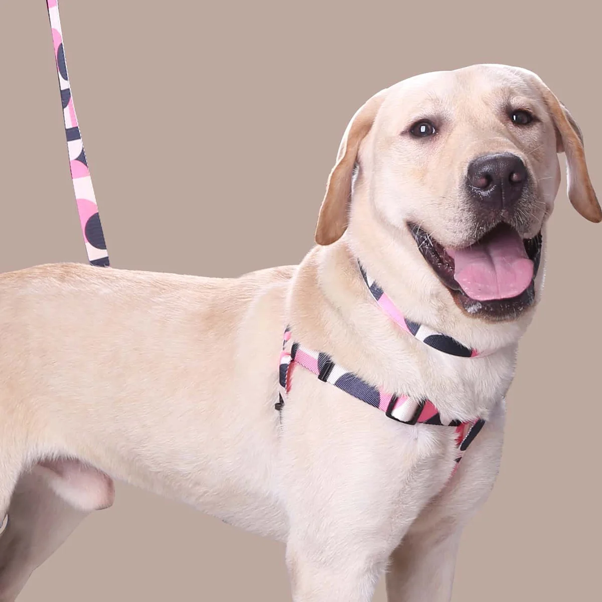kf-S59ee2533b03b4131aca7da41748197eba-Dog-Harness-and-Leash-Abstract-Patchwork-Colors-Comfortable-Adjustable-Size-Suitable-for-Dogs-Outdoor-Activities