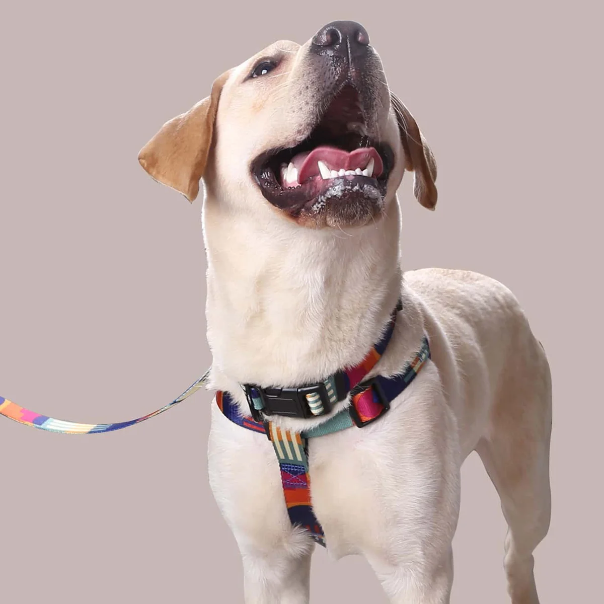 kf-S9897327d390d44738ab911b4540c3d8cw-Dog-Harness-and-Leash-Abstract-Patchwork-Colors-Comfortable-Adjustable-Size-Suitable-for-Dogs-Outdoor-Activities