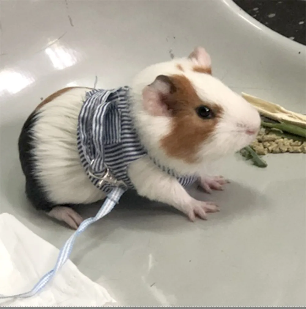 kf-Saae034e917d9459ca976397b526cd314U-Guinea-Pig-Harness-Vest-Leash-Set-for-Small-Pet-Hamster-Ferret-Chinchilla-Bunny-Puppy-Mesh-Chest kf-Saae034e917d9459ca976397b526cd314U-Guinea-Pig-Harness-Vest-Leash-Set-for-Small-Pet-Hamster-Ferret-Chinchilla-Bunny-Puppy-Mesh-Chest